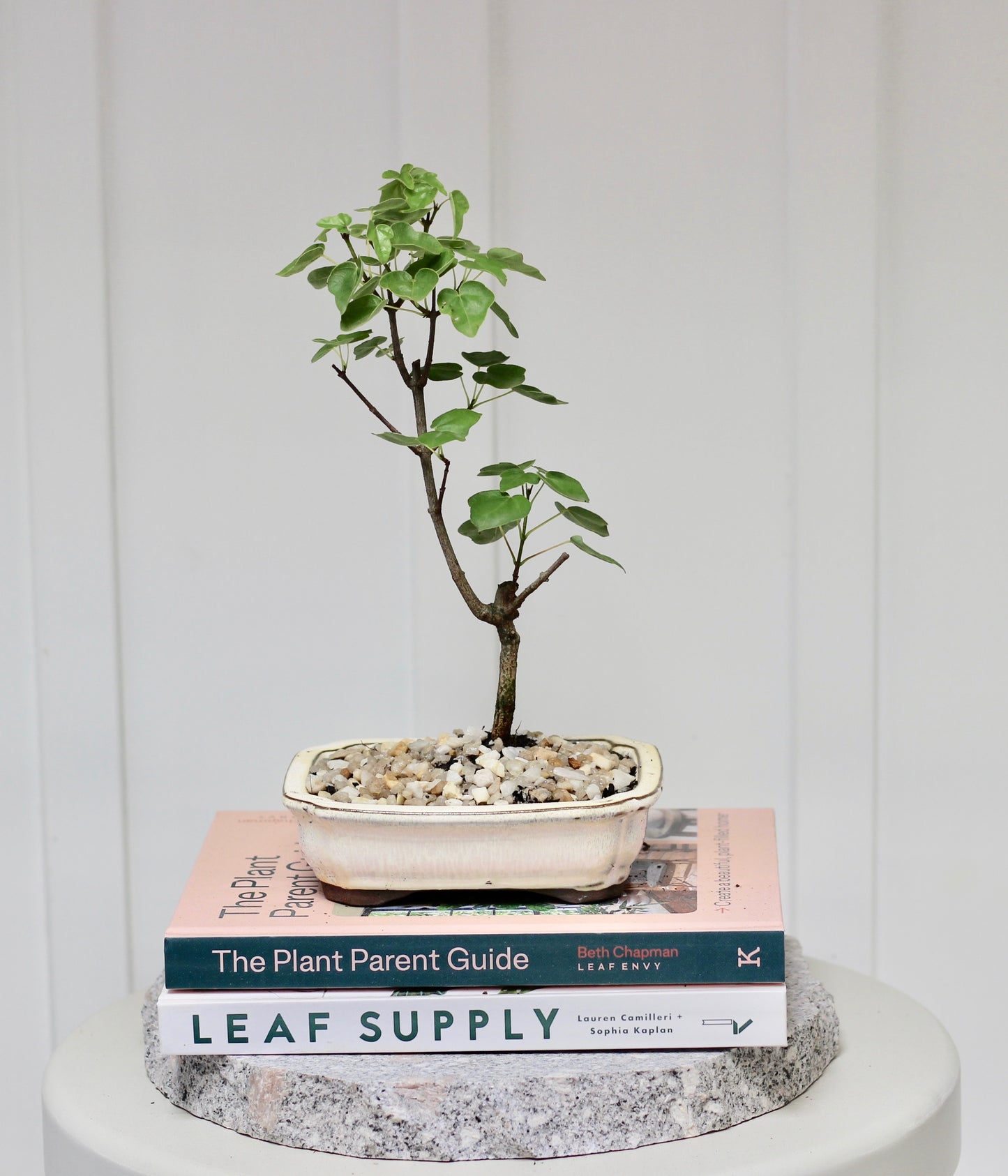 Bonsai - Trident Maple - Oscar - 27cm