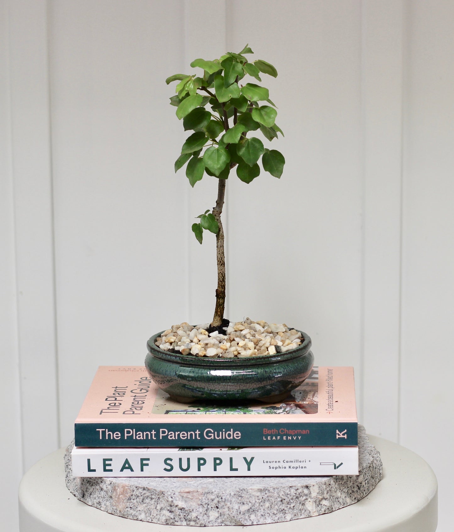 Bonsai - Trident Maple - Thomas - 27cm