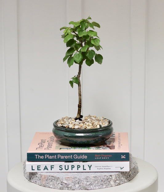 Bonsai - Trident Maple - Thomas - 27cm
