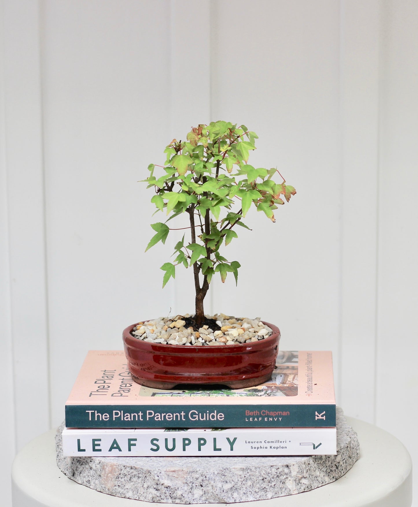 Bonsai - Trident Maple - Annabelle - 27cm