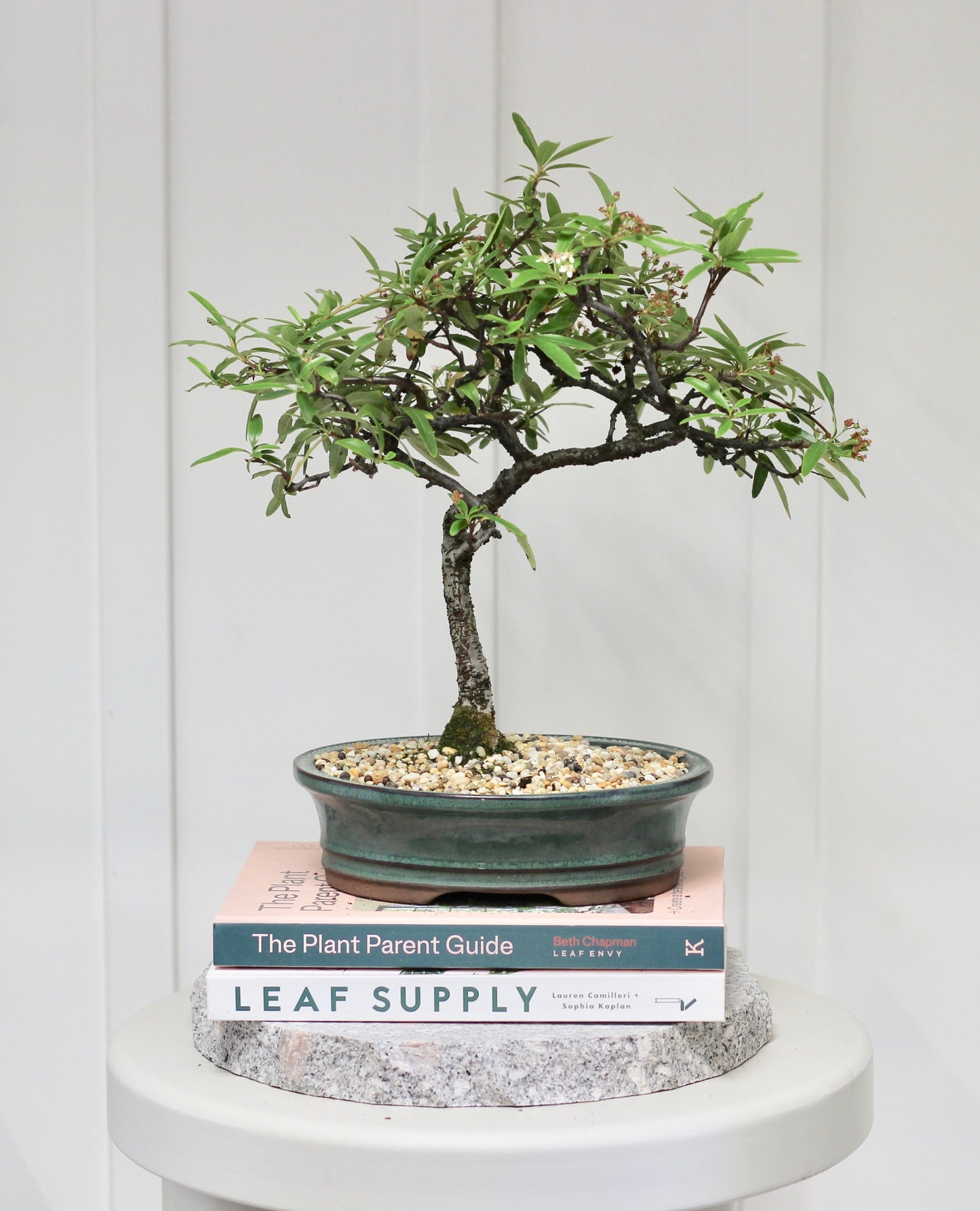 Bonsai - Pyracantha - Olive - 34cm