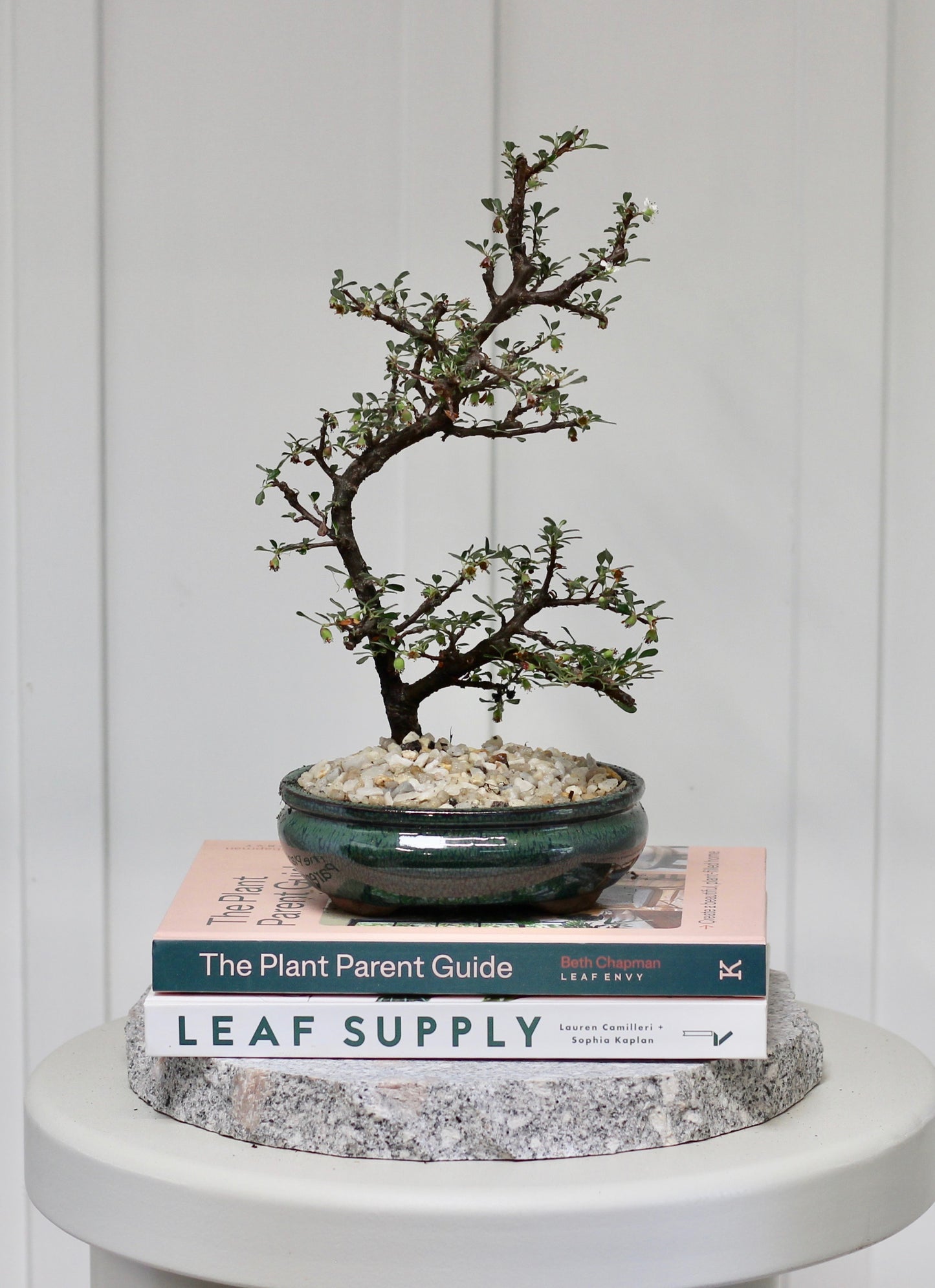 Bonsai - Flowering Cotoneaster - Vanessa - 30cm