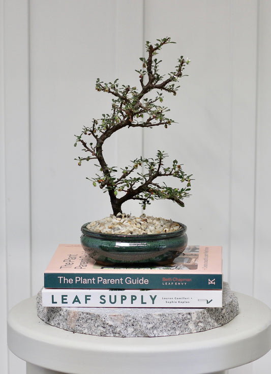 Bonsai - Flowering Cotoneaster - Vanessa - 30cm
