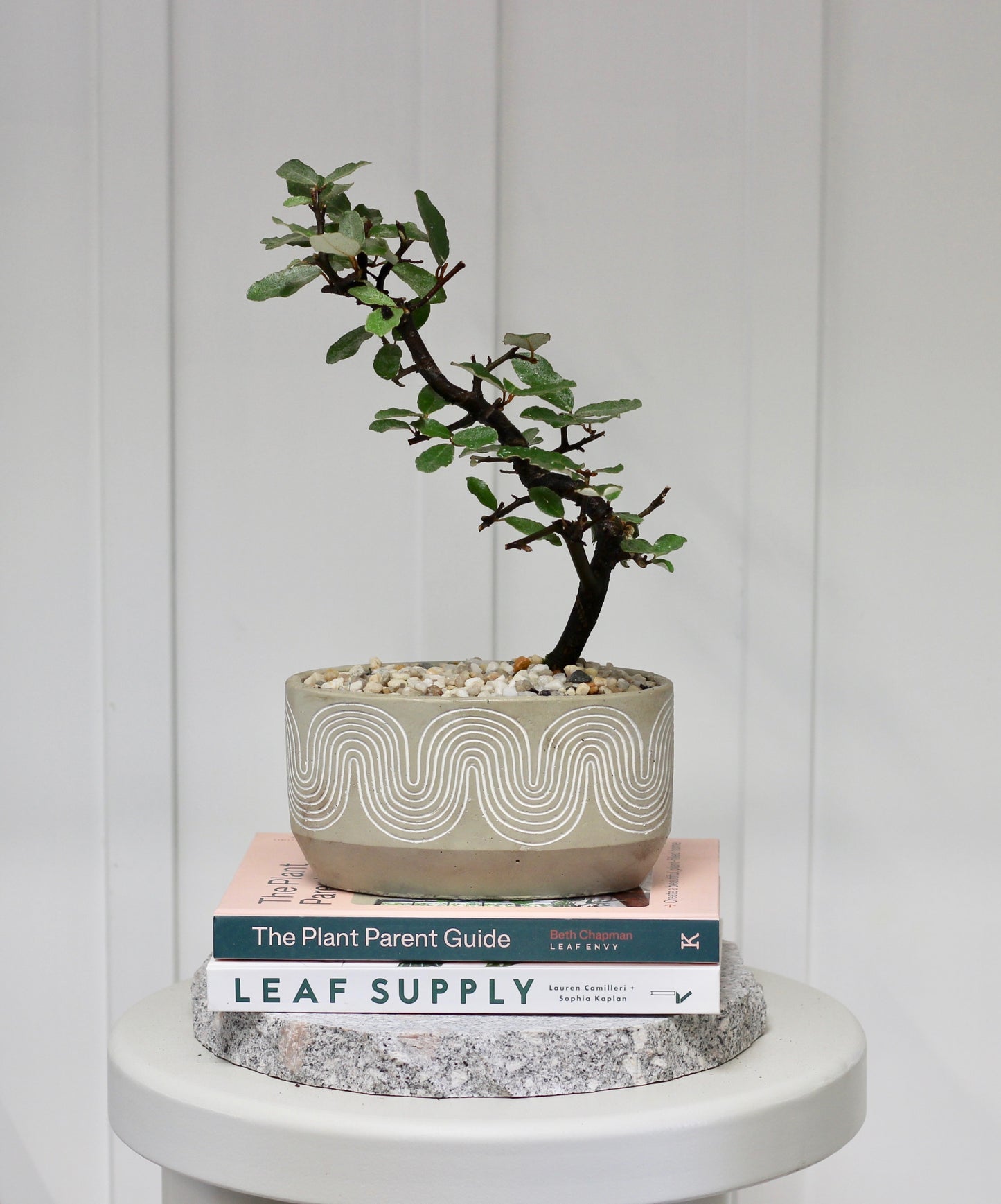 Bonsai - Japanese Silverberry - Marg - 30cm
