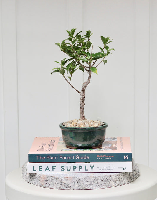 Bonsai - Port Jackson Fig - Oliver - 20cm