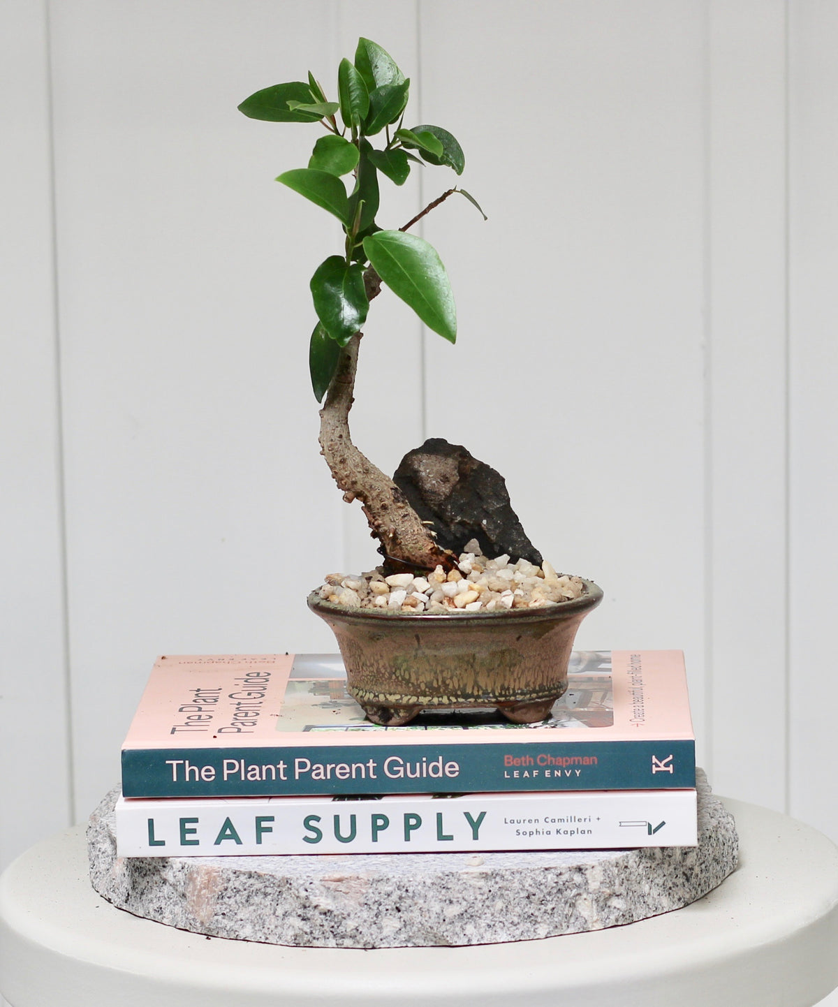 Bonsai - Port Jackson Fig - Ali - 24cm
