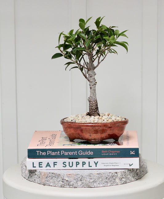 Bonsai - Port Jackson Fig - Hannah - 27cm