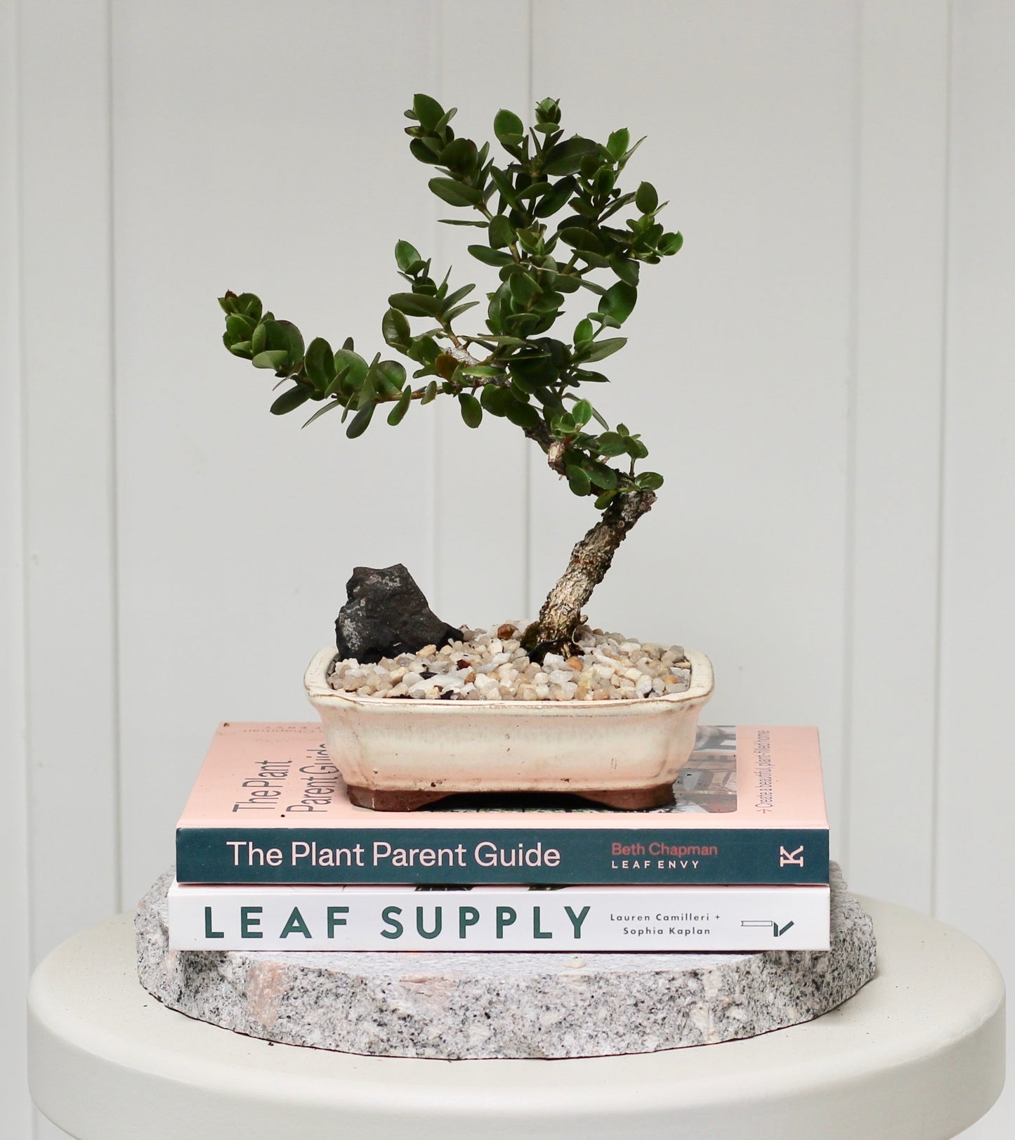 Bonsai - Port Jackson Fig - George - 35cm