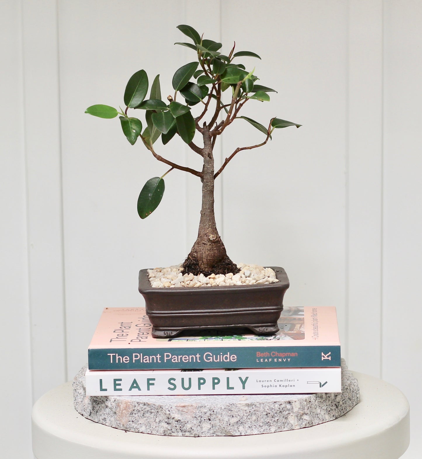 Bonsai - Port Jackson Fig - Hanley - 30cm