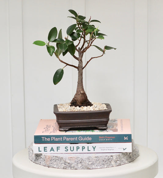 Bonsai - Port Jackson Fig - Hanley - 30cm