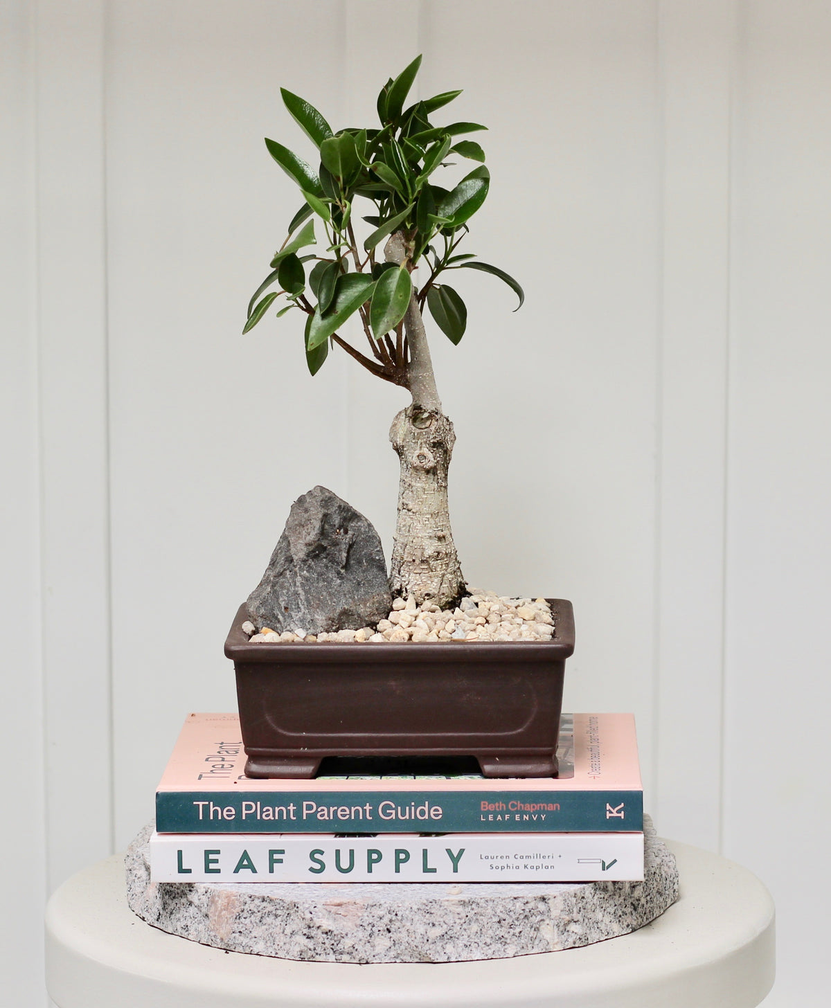 Bonsai - Port Jackson Fig - Hugo - 34cm
