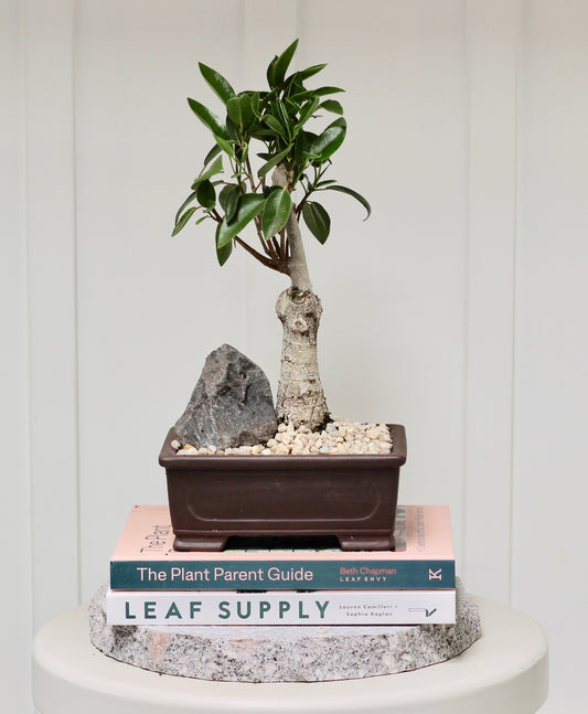 Bonsai - Port Jackson Fig - Hugo - 34cm
