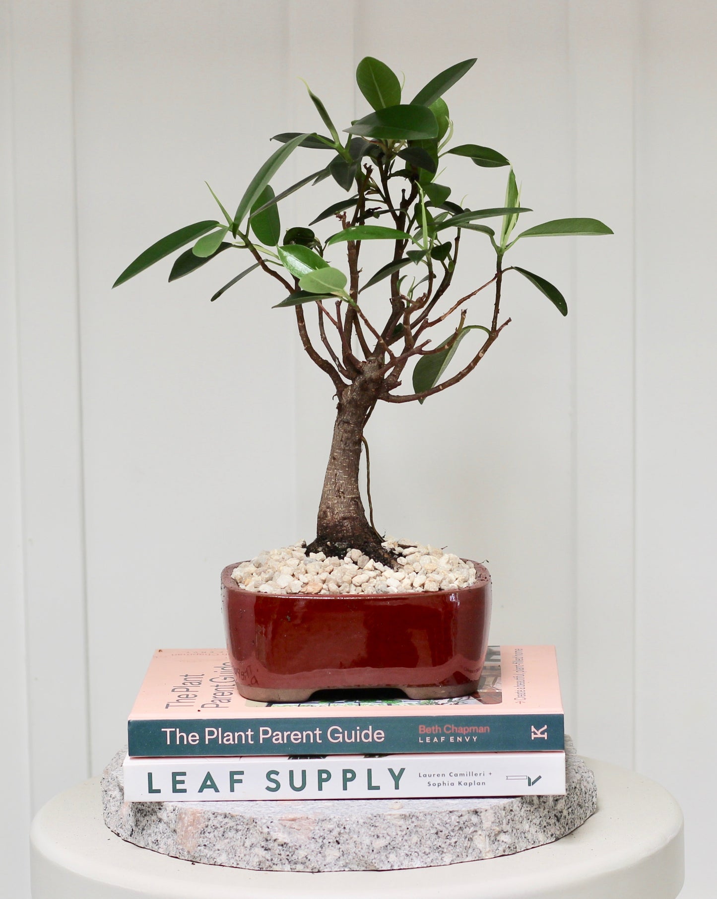 Bonsai - Port Jackson Fig - Henny - 31cm