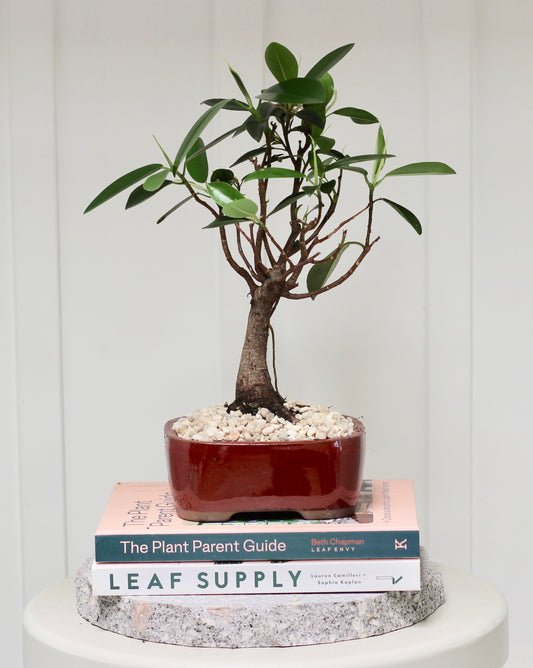 Bonsai - Port Jackson Fig - Henny - 31cm