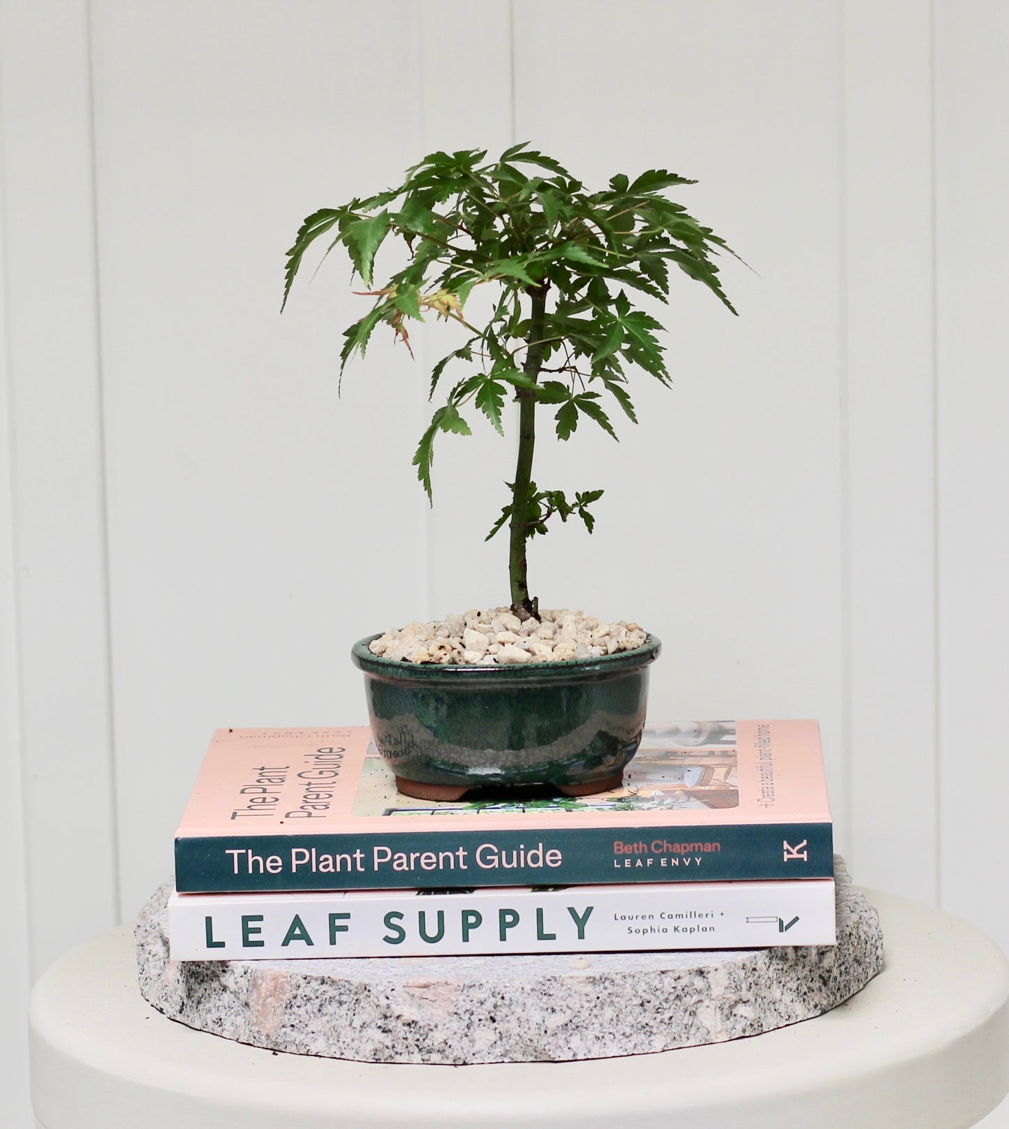 Bonsai - Trident Maple - Matt - 24cm