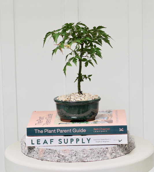 Bonsai - Trident Maple - Matt - 24cm