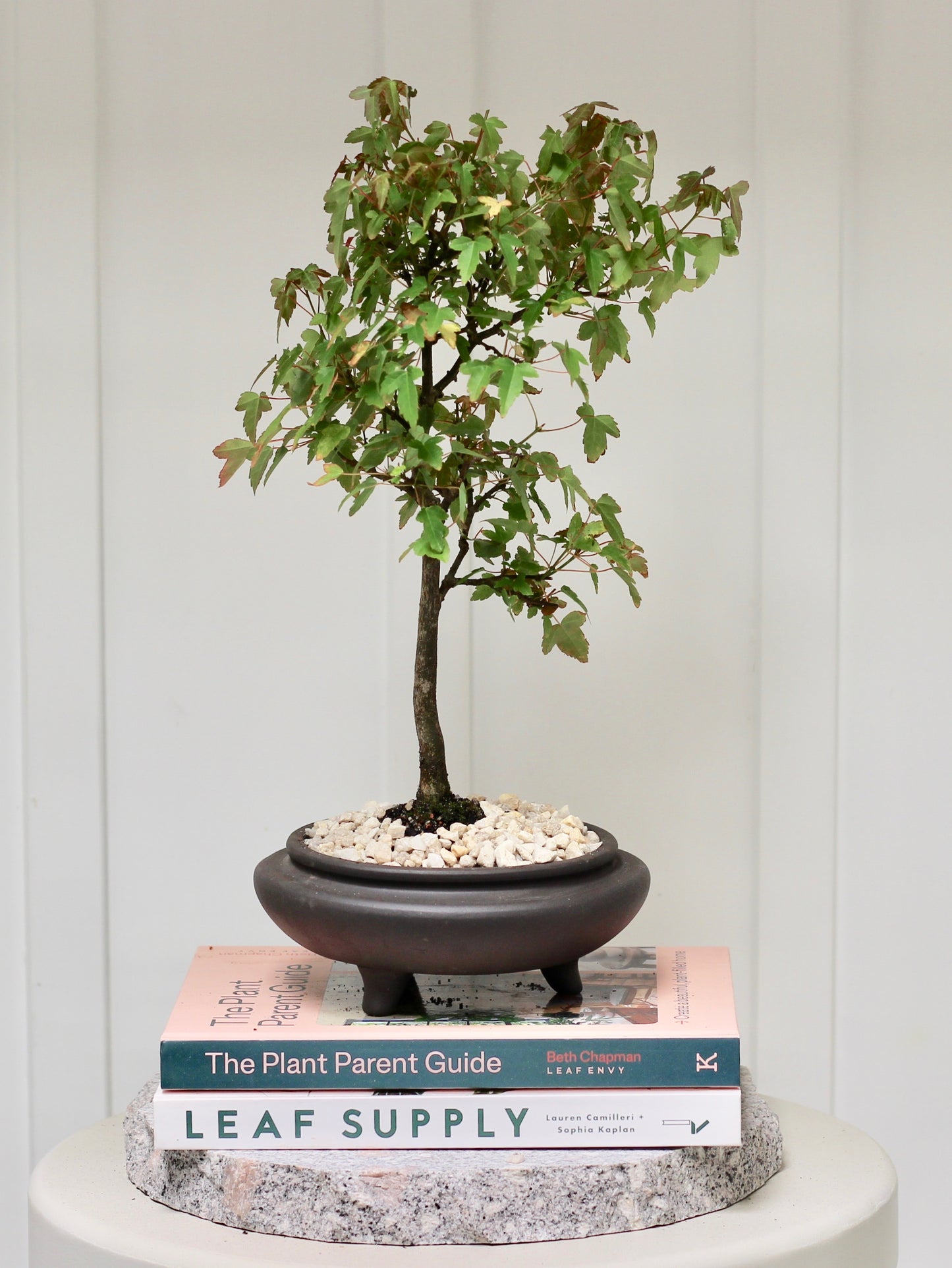Bonsai - Trident Maple - Douggie- 36cm