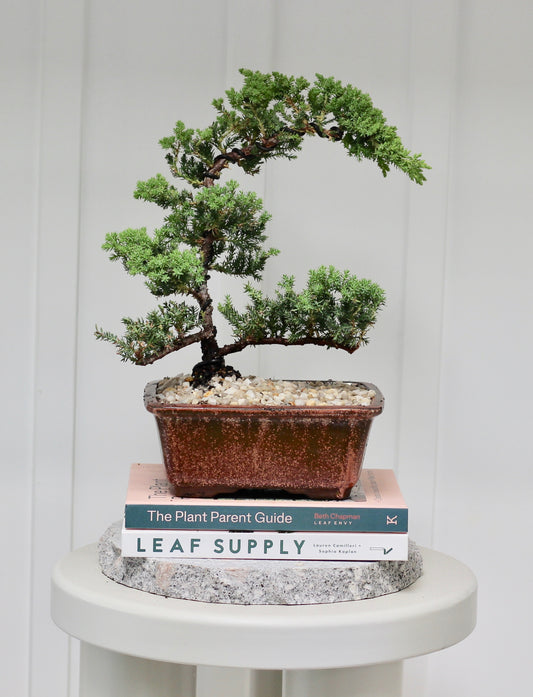 Bonsai - Juniper - Luna - 39cm