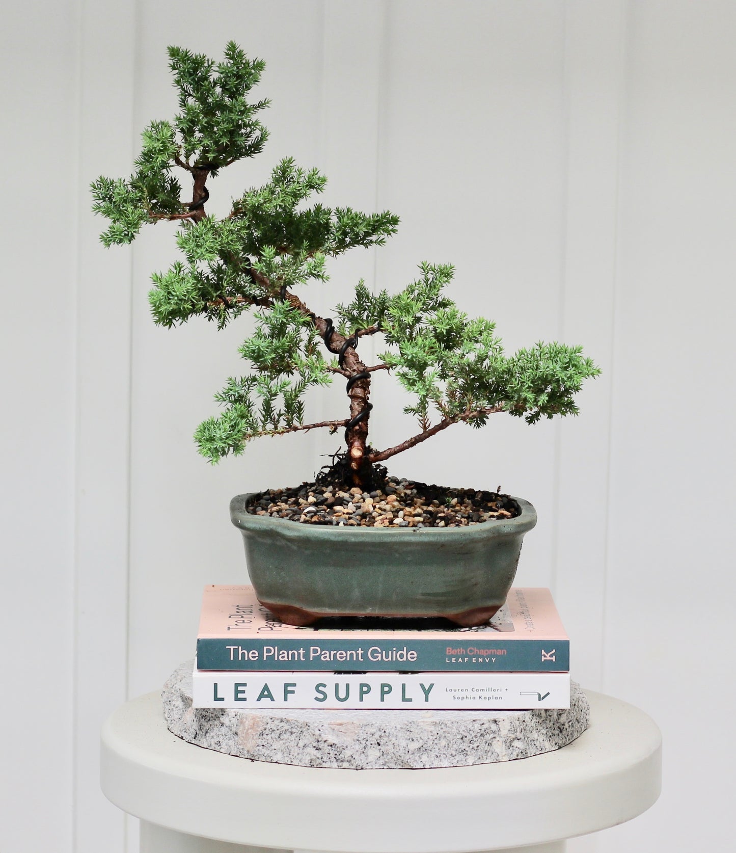 Bonsai - Juniper - Rex - 39cm