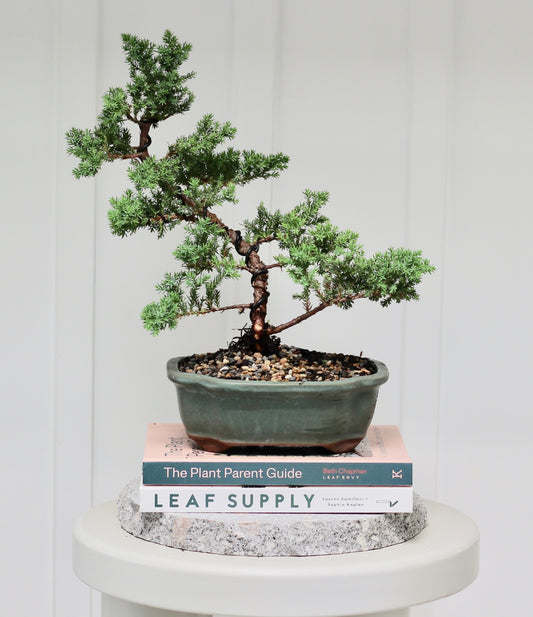 Bonsai - Juniper - Rex - 39cm
