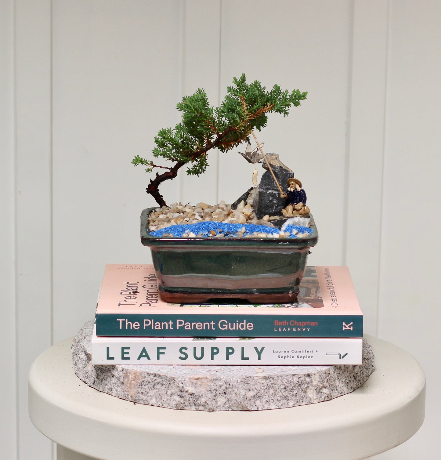 Bonsai - Juniper with Fisherman Setting- Craig -  18cm