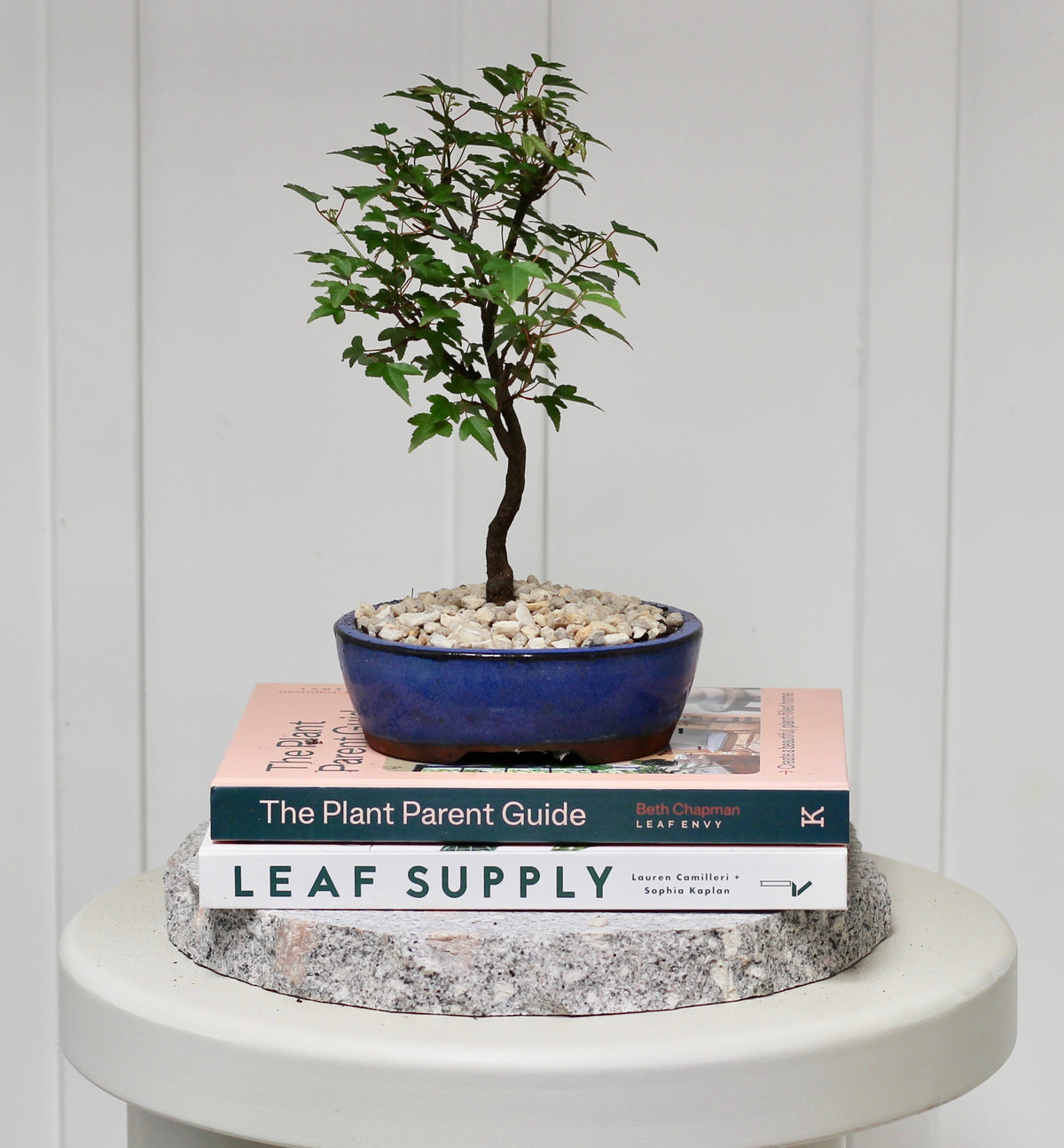 Bonsai - Trident Maple - Bella - 26cm