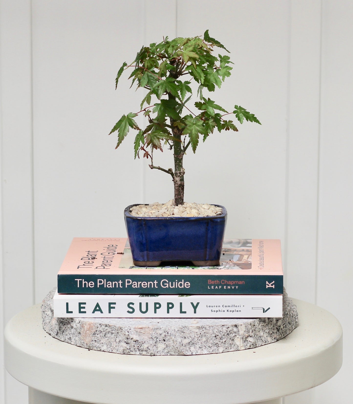 Bonsai - Trident Maple - Theo - 26cm