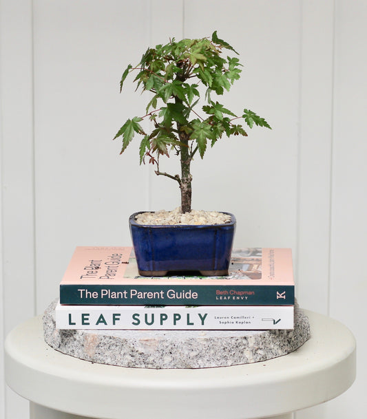 Bonsai - Trident Maple - Theo - 26cm