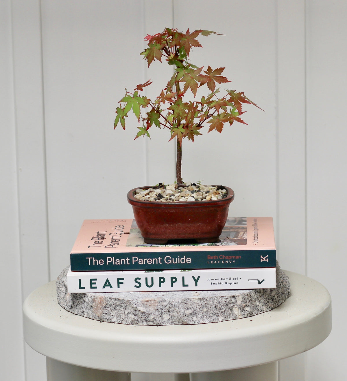 Bonsai - Trident Maple - Emily - 26cm