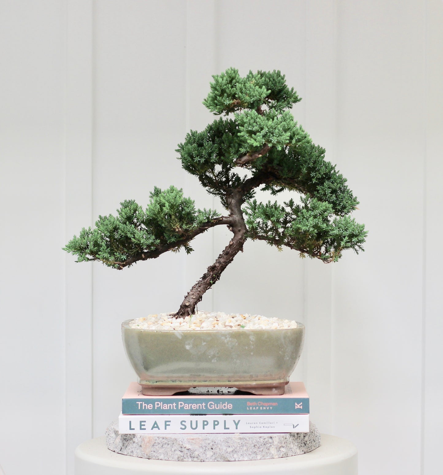 Bonsai - Juniper - Meridith - 43cm
