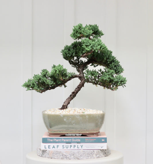 Bonsai - Juniper - Meridith - 43cm