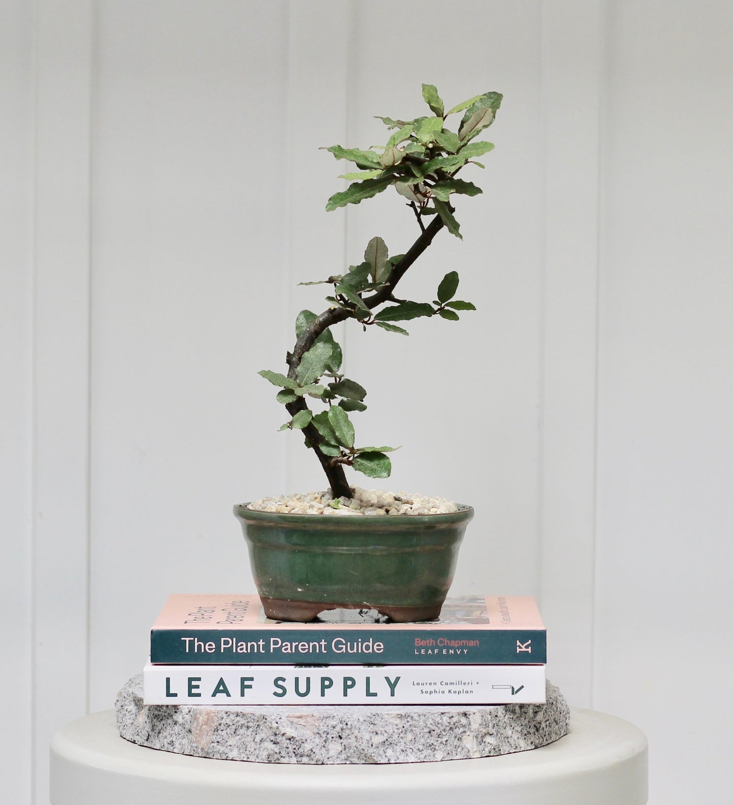Bonsai - Japanese Silverberry - Rob - 24cm