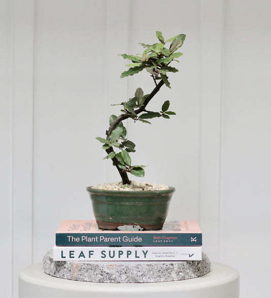 Bonsai - Japanese Silverberry - Rob - 24cm