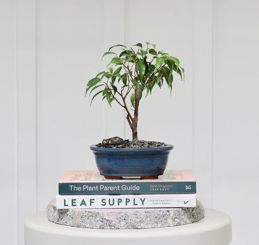 Bonsai - Ficus Benjamina - Rosie - 25cm