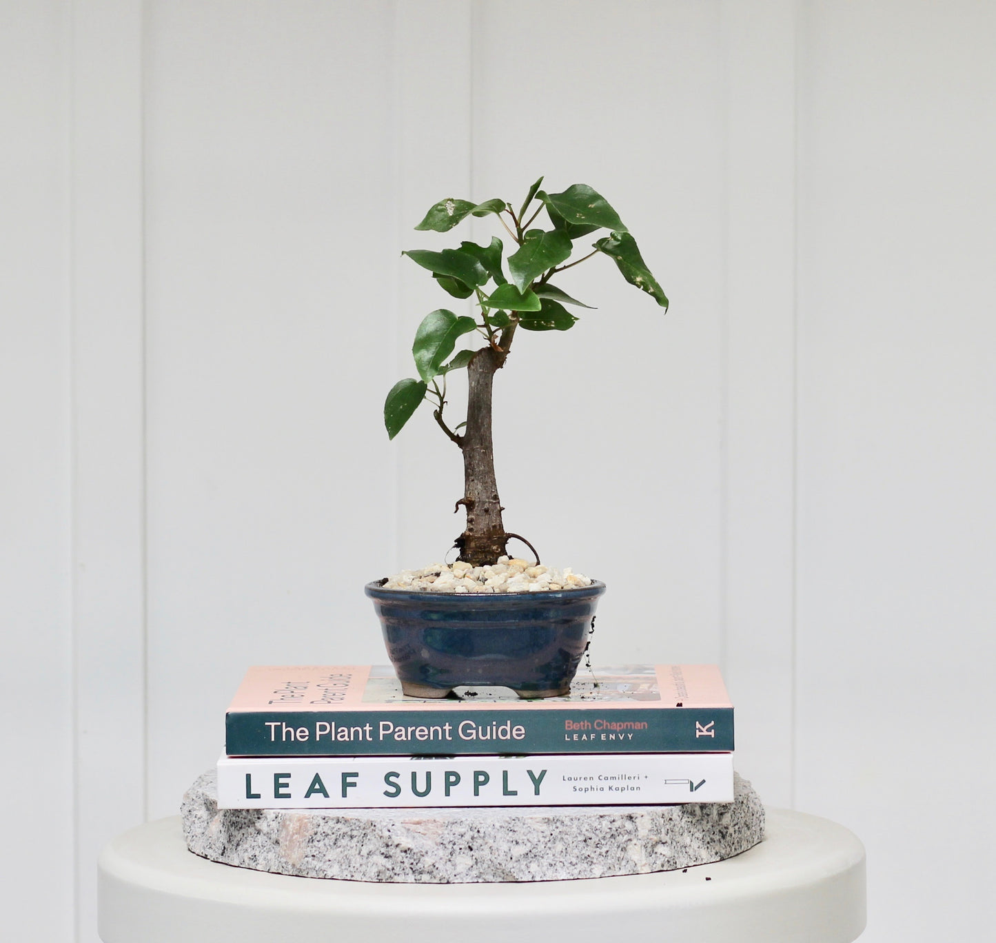 Bonsai - Port Jackson Fig - Vera - 20cm