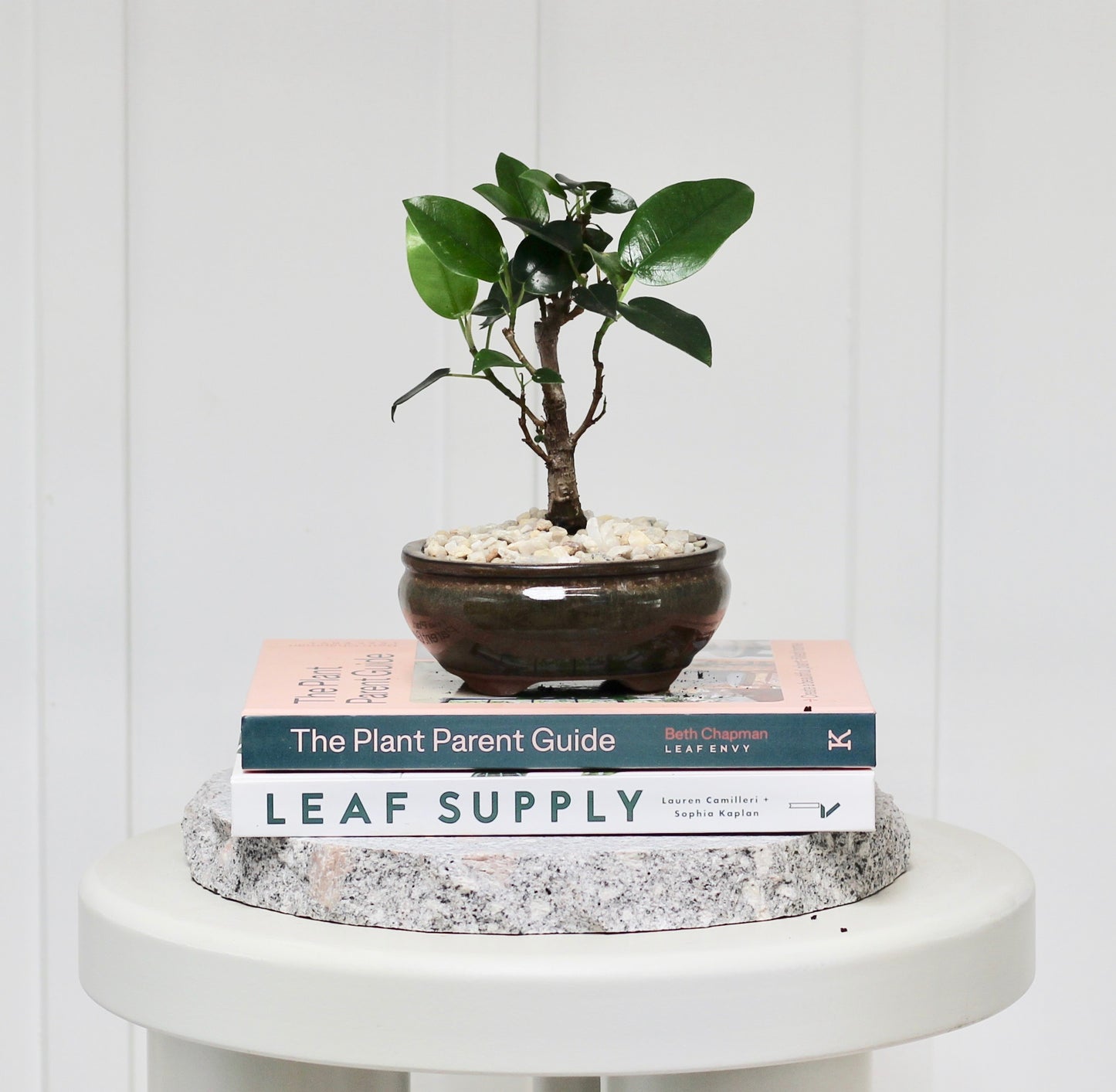 Bonsai - Port Jackson Fig - Olive - 20cm