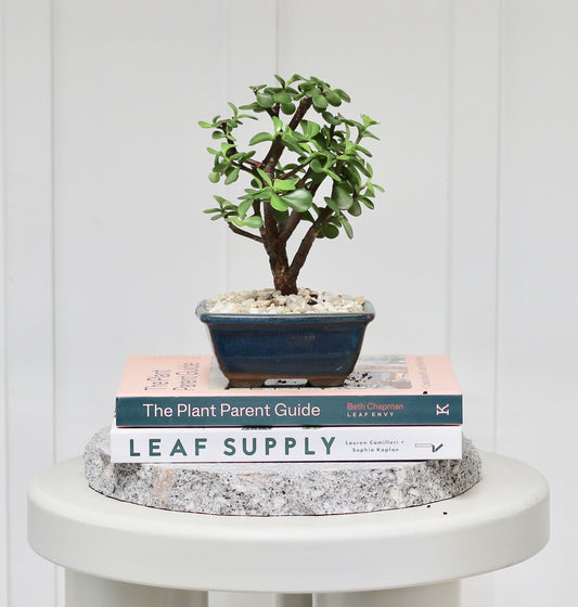 Bonsai - Crassula Ovata - Evie - 25cm