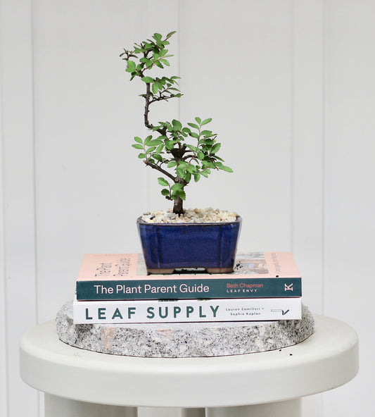 Bonsai - Chinese Elm - Rebecca - 27cm