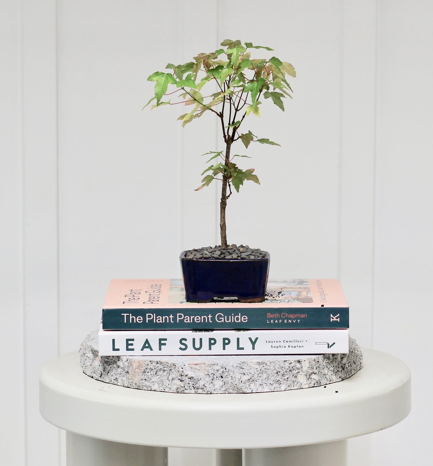 Bonsai - Trident Maple - Cath - 24cm