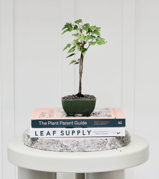 Bonsai - Trident Maple - Timmy - 24cm