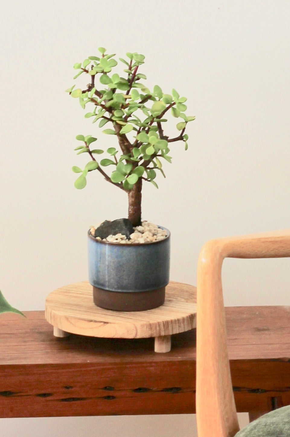 Bonsai - Crassula Ovata - Julia - 30cm