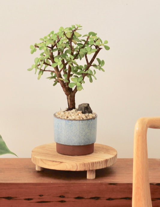 Bonsai - Crassula Ovata - Romeo - 30cm