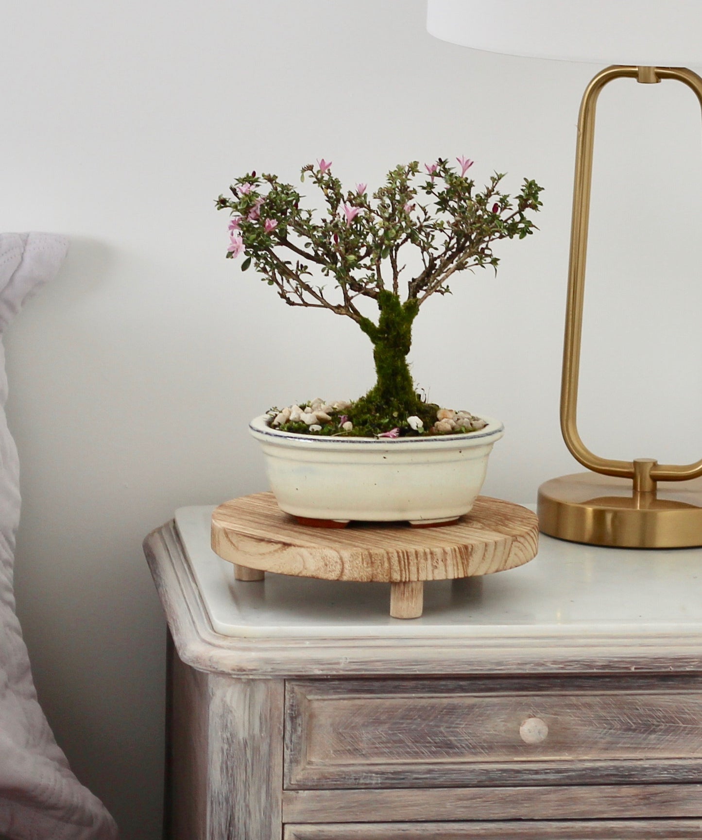 Bonsai - Serissa - Pink Flowering - Megsie - 18cm