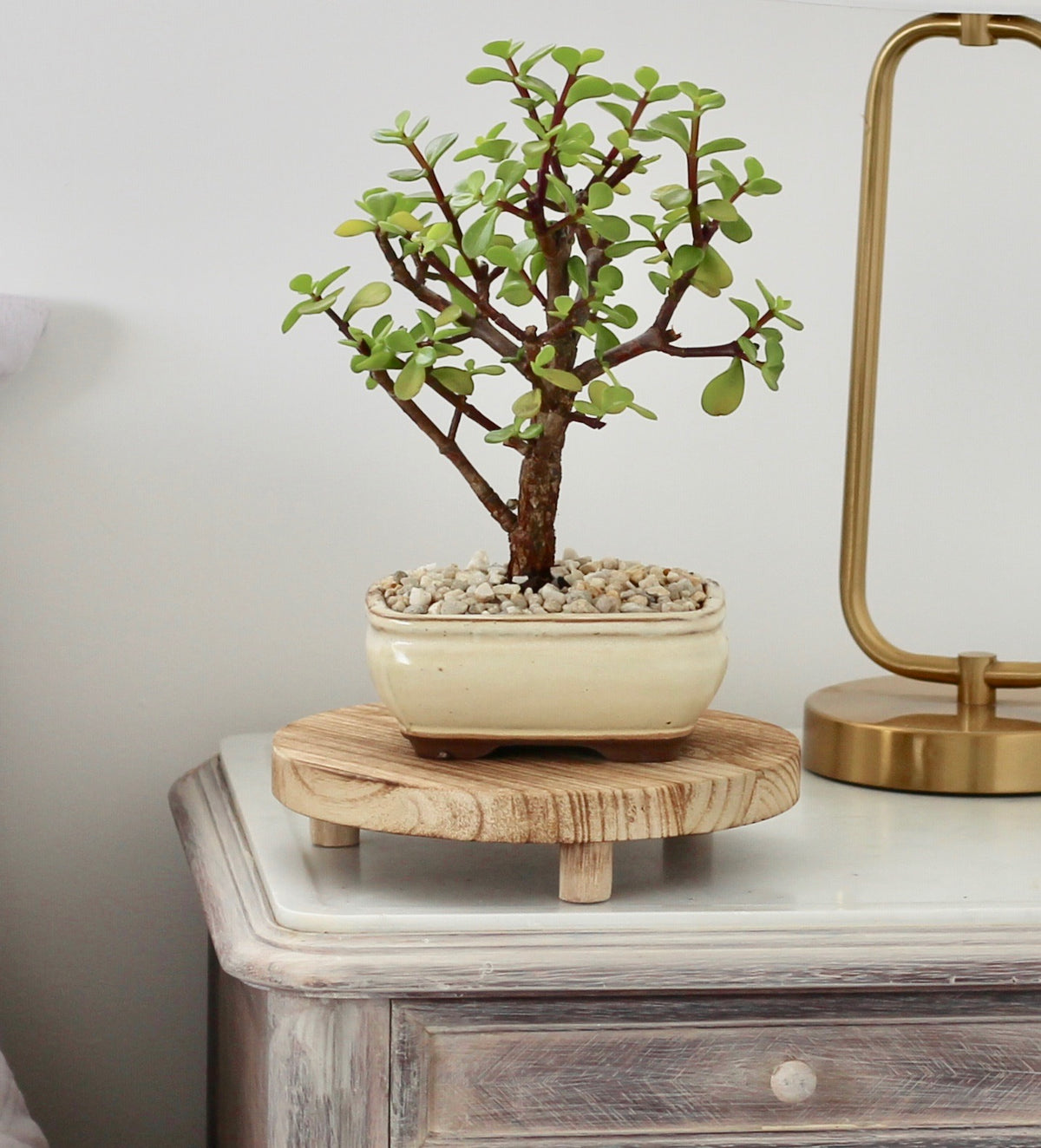 Bonsai - Crassula Ovata - Christine - 27cm