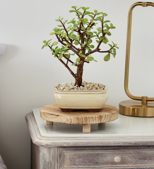 Bonsai - Crassula Ovata - Christine - 27cm