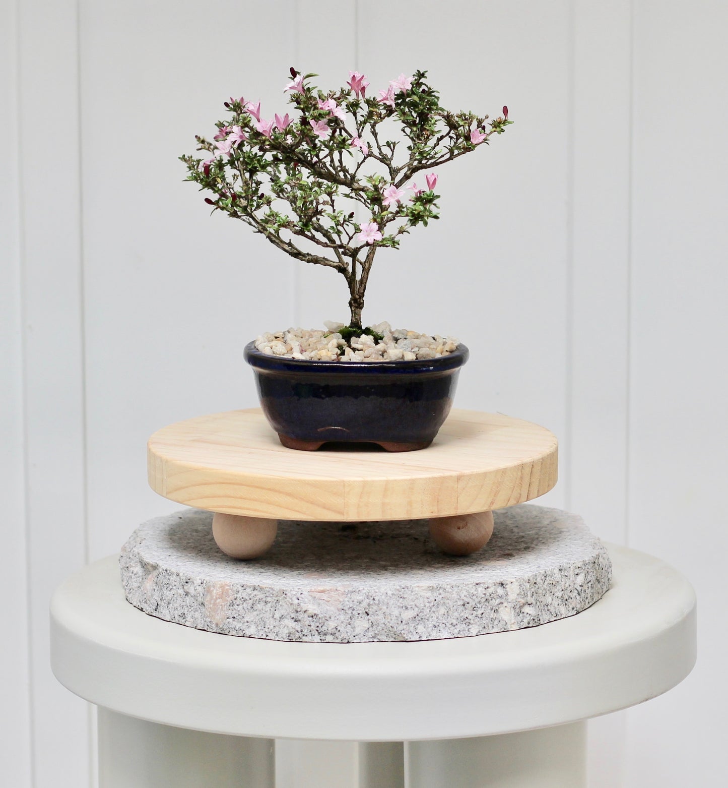 Bonsai - Serissa - Pink Flowering - River - 18cm