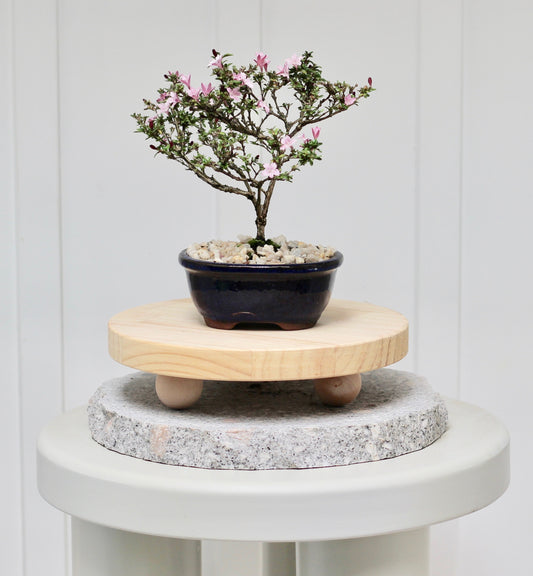 Bonsai - Serissa - Pink Flowering - River - 18cm
