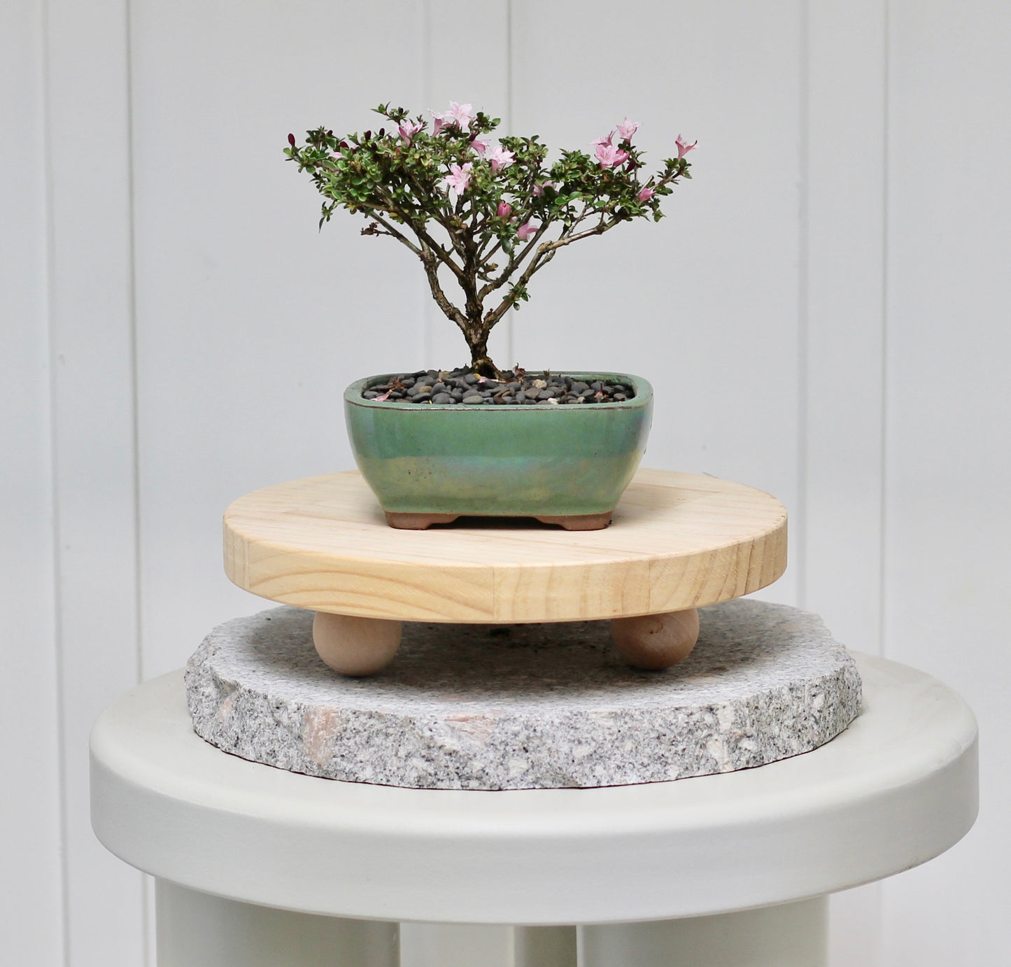 Bonsai - Serissa - Pink Flowering - Claire - 18cm