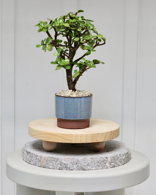 Bonsai - Crassula Ovata - Jack - 30cm