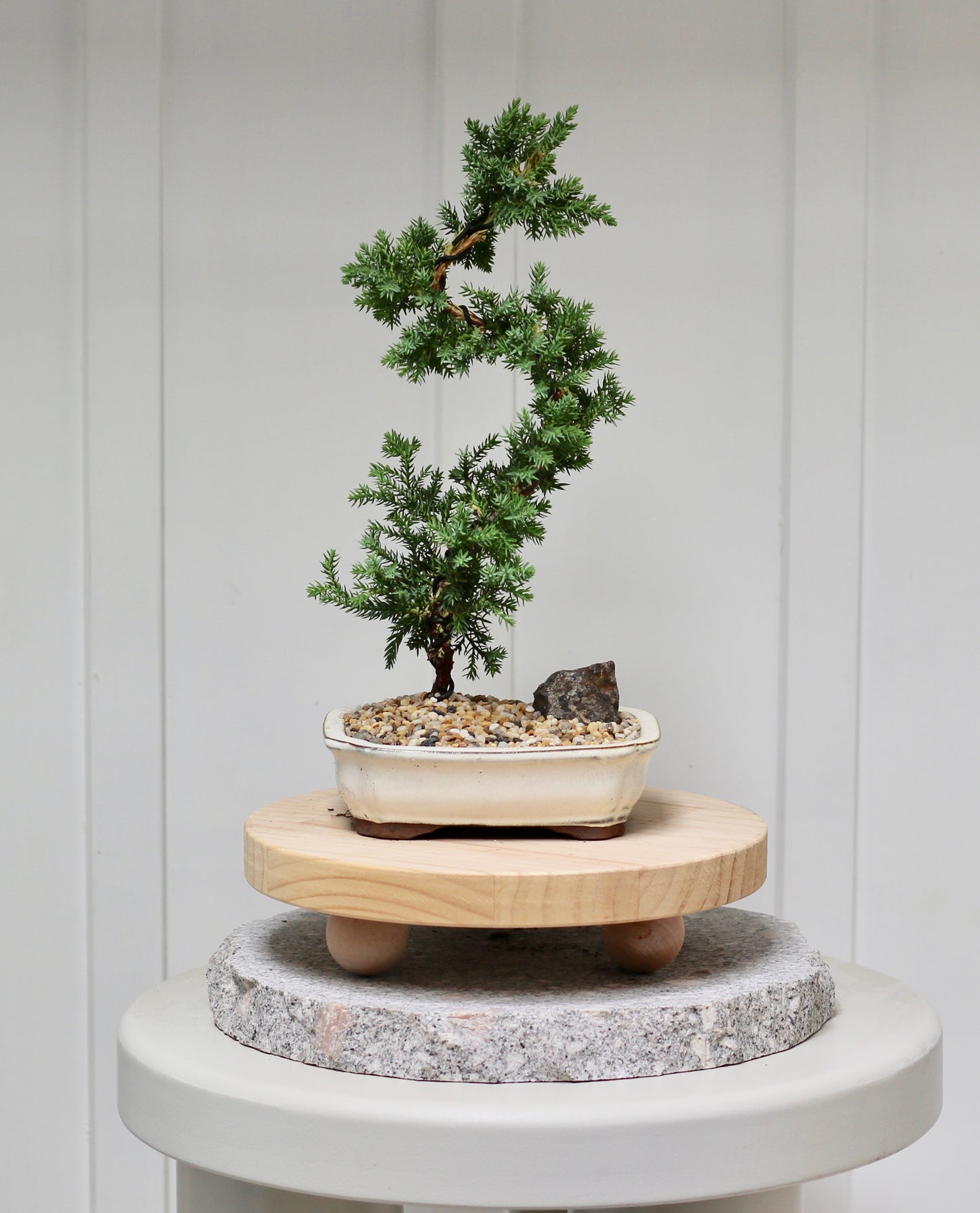 Bonsai - Juniper - Coco -  30cm